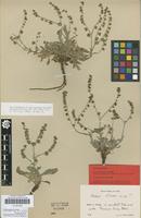 Type of Cynoglossum troodi H.Lindb. [family BORAGINACEAE]