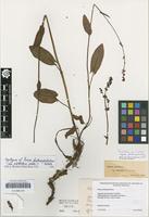 Syntype of Rumex fontanopaludosus Kalela 1940 [family POLYGONACEAE]