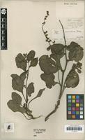 Type of Beta macrorhiza Steven 1812 [family AMARANTHACEAE]