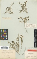 Type of Vicia tricuspidata Steven [family FABACEAE]