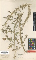 Type of Sisymbrium confertum Steven ex Turcz. [family BRASSICACEAE]