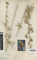 Original material of Aconitum macrorhynchum Turcz. 1842 [family RANUNCULACEAE]