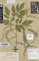 Isotype of Cimicifuga europaea Schipcz. [family RANUNCULACEAE]