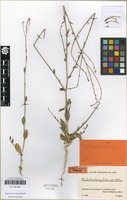 Type of Anthochlamys rechingeri Aellen [family AMARANTHACEAE]