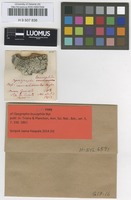 Isotype of Opegrapha leucophila Nyl. [family ROCCELLACEAE]