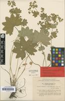 Isolectotype of Alchemilla acutangula Buser var. adpressepilosa H.Lindb. [family ROSACEAE]