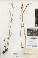 Syntype of Rumex fontanopaludosus Kalela 1940 [family POLYGONACEAE]