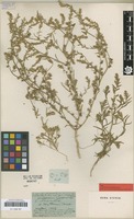 Type of Corispermum marschallii Steven [family AMARANTHACEAE]