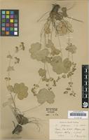 Type of Alchemilla propinqua H.Lindb. ex Juz. 1923 [family ROSACEAE]