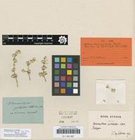 Isotype of Alternanthera pulchella Kunth [family AMARANTHACEAE]