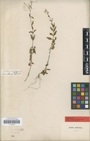 Original material of Epilobium lanceolatum Sebast. & Mauri [family ONAGRACEAE]