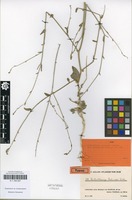Type of Anthochlamys rechingeri Aellen [family AMARANTHACEAE]