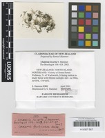 Isotype of Cladonia incerta S.Hammer [family CLADONIACEAE]
