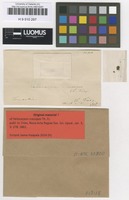 Original material of Helocarpon crassipes Th.Fr. [family LECANOROMYCETES]