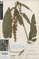 Holotype of Rumex cacozelus Valta [family POLYGONACEAE]