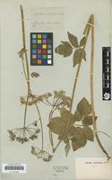 Original material of Aegopodium latifolium Turcz. 1844 [family APIACEAE]