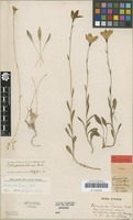 Type of Campanula stevenii M.Bieb. [family CAMPANULACEAE]