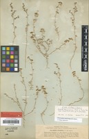 Type of Salsola transoxana Iljin [family AMARANTHACEAE]