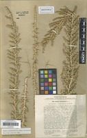 Isotype of Salsola androssowii Litv. [family AMARANTHACEAE]