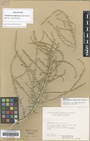 Isotype of Halothamnus afghanicus Kothe-Heinr. [family AMARANTHACEAE]