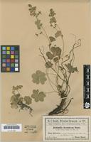 Type? of Alchemilla decumbens Buser 1894 [family ROSACEAE]