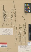 Type of Euphrasia scottica Wettst. [family OROBANCHACEAE]