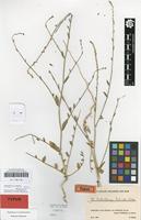 Isotype of Anthochlamys rechingeri Aellen [family CHENOPODIACEAE]