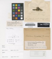 Lectotype of Thelotrema bicinctulum Nyl. [family THELOTREMATACEAE]