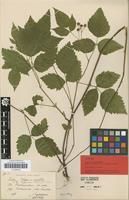 Lectotype of Rubus digeneus H.Lindb. [family ROSACEAE]