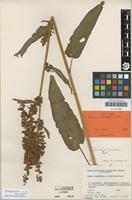 Isotype of Rumex cacozelus Valta [family POLYGONACEAE]