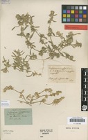 Type of Corispermum crassifolium Turcz. [family AMARANTHACEAE]