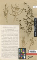 Isotype of Salsola halimocnemis Botsch. [family AMARANTHACEAE]
