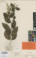 Isotype of Trommsdorffia argentata Mart. 1826 [family AMARANTHACEAE]