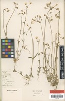 Type of Holosteum liniflorum Steven ex Fisch. & C.A.Mey. [family CARYPHYLLACEAE]