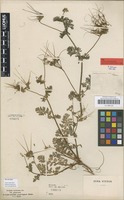Type of Erodium salzmannii Delile [family GERANIACEAE]