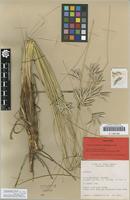 Holotype of Cyperus pseuderemicus Kukkonen & Väre 2005 [family CYPERACEAE]