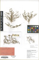 Isotype of Dysphania himalaica Uotila [family AMARANTHACEAE]