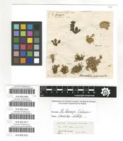 Lectotype of Ramalina polymorpha (Lilj.) Ach. var. capitata Ach. [family RAMALINACEAE]