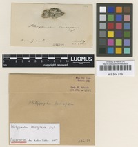 Isolectotype of Platygrapha leucopsara Nyl. [family THELOTREMATACEAE]