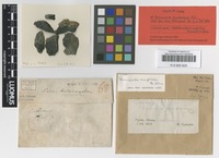 Isolectotype of Verrucaria symbalana Nyl. [family VERRUCARIACEAE]