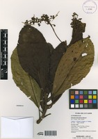 Saurauia adenodonta Sleumer [family ACTINIDIACEAE]