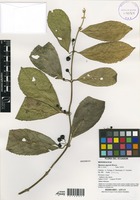 Siparuna eggersii Hieron. [family MONIMIACEAE]