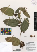 Passiflora monadelpha P.Jørg. & Holm-Niels. [family PASSIFLORACEAE]