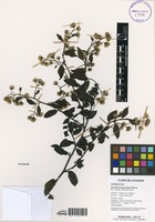 Baccharis huairacajensis Hieron. [family ASTERACEAE]