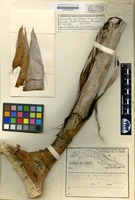 Holotype of Gaussia spirituana Moya & Leiva [family ARECACEAE]