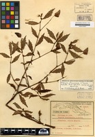 Holotype of Begonia alcarrasica J. Sierra [family BEGONIACEAE]