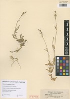 Syntype of Silene schweinfurthii Rohrb. [family CARYOPHYLLACEAE]