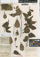 Holotype of Croton sylvaticus Schltdl. [family EUPHORBIACEAE]