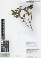 Syntype of Rosa marginata Wallr. [family ROSACEAE]