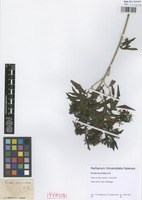 Syntype of Pavetta lanceolata Eckl. [family RUBIACEAE]